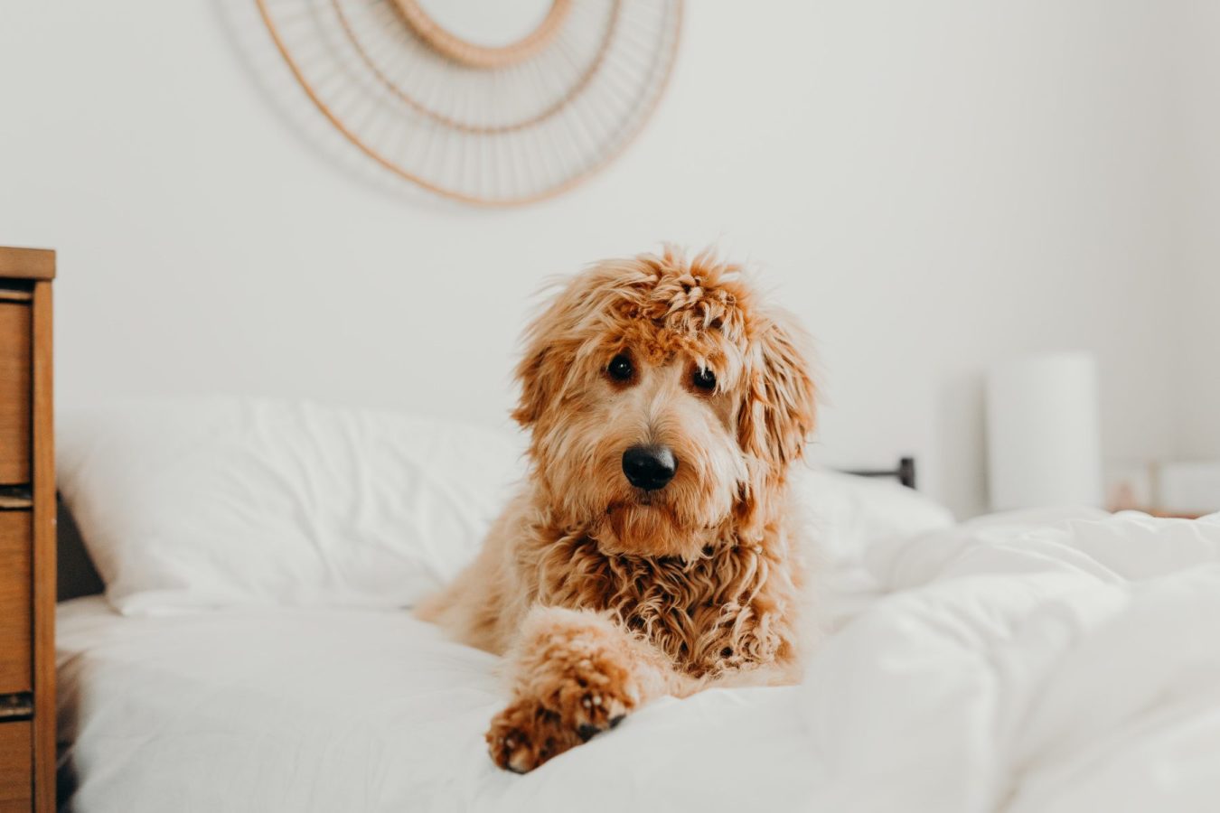 Family bernedoodle