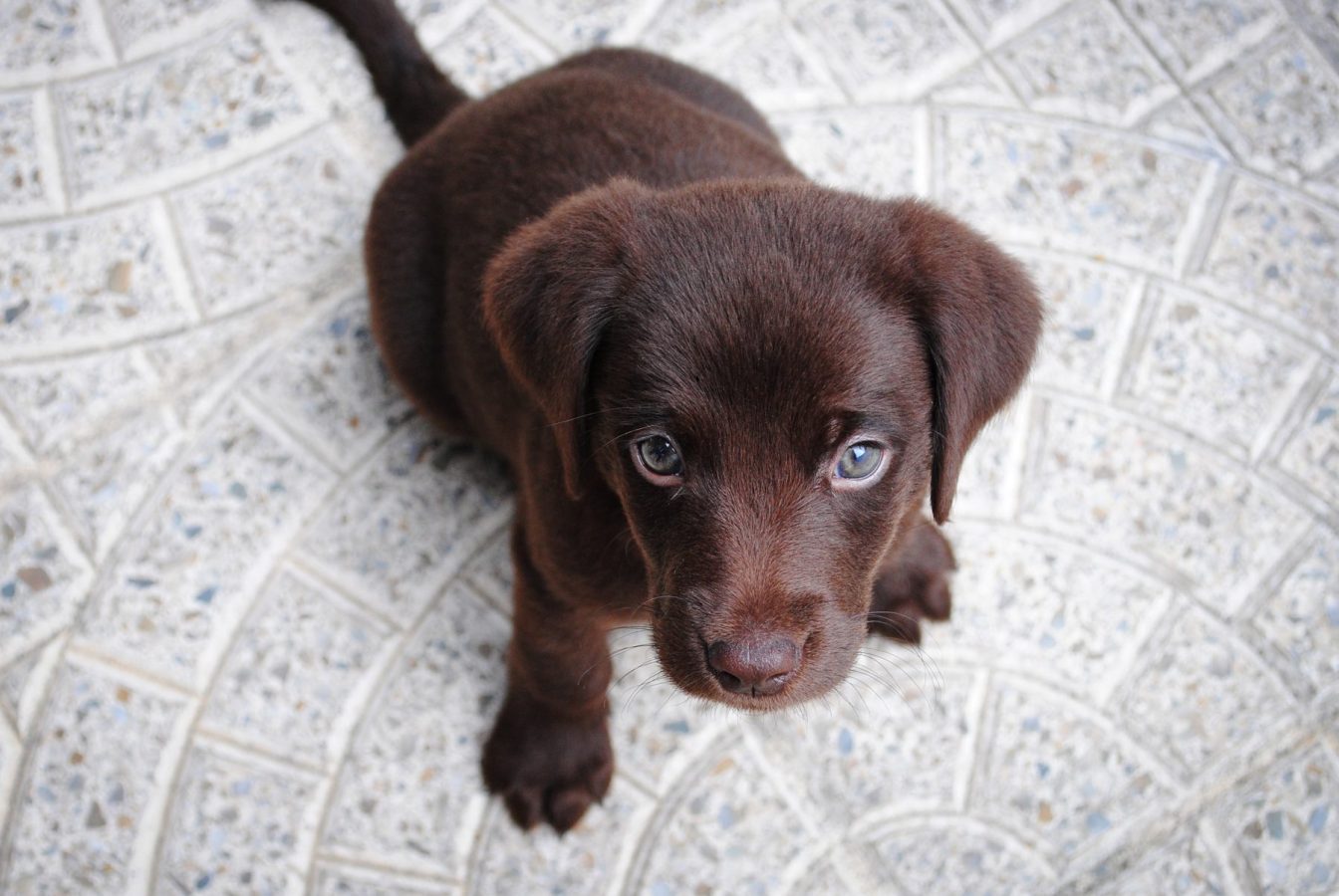 labrador retriever breeder